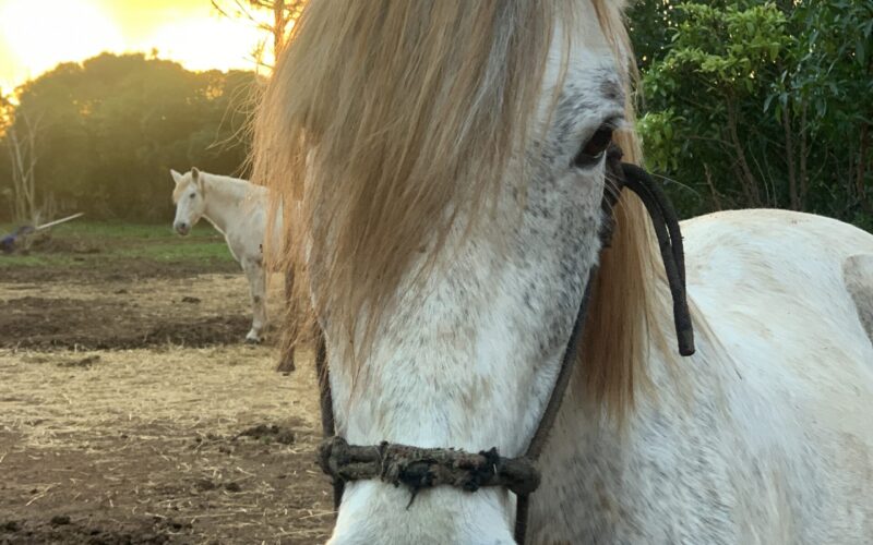 Reiten auf Mallorca - Caminante