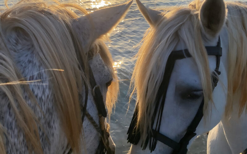 Reiten auf Mallorca - 2 Pferde am Strand