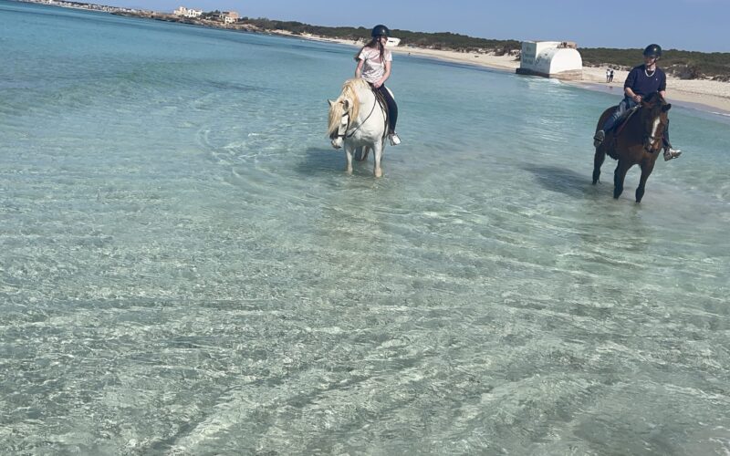 Reiten auf Mallorca - Pferde beim Strandritt EsTrenc