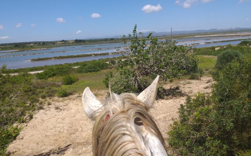 Reiten auf Mallorca - mit den Pferden auf dem Weg zum Strand